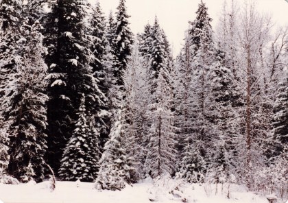 Cabin and Snowmobiles
